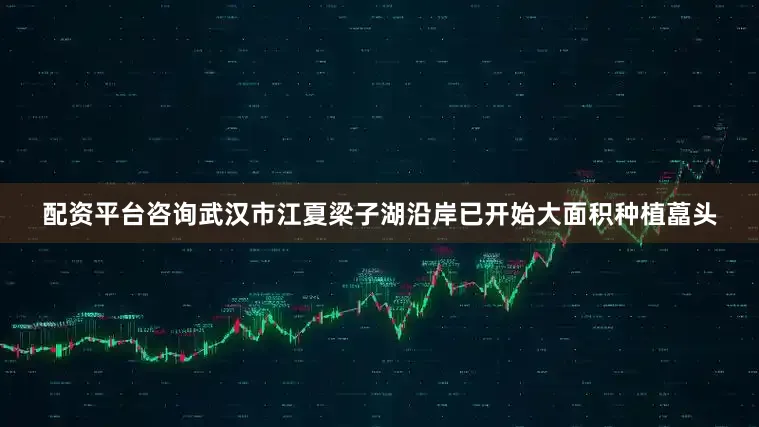 配资平台咨询武汉市江夏梁子湖沿岸已开始大面积种植藠头